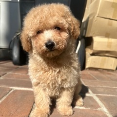 【飼い主様決まりました】トイプードル×ビションフリーゼの男の子🌼