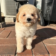 【総額15.8万】トイプードル×ビションフリーゼの男の子💫