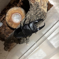 カブトムシ、クワガタの画像