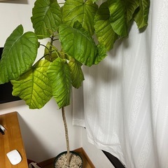観葉植物【大】　