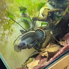 魚
