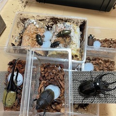 カブトムシ、クワガタ好きな大人達へお願い🙇
