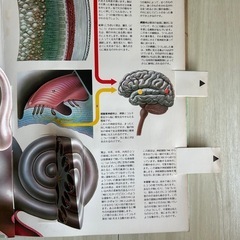  ヒトのからだ　立体・人体構造図　ほるぷ出版の画像