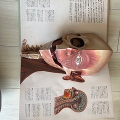  ヒトのからだ　立体・人体構造図　ほるぷ出版の画像