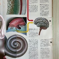  ヒトのからだ　立体・人体構造図　ほるぷ出版の画像