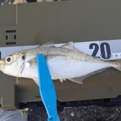 釣り友探し中