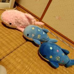 ☆イルカ＆ジンベエザメ＆チンアナゴぬいぐるみセット☆の画像