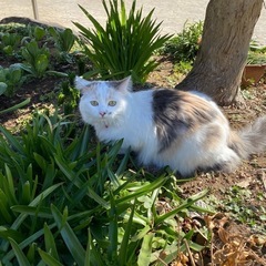 飼い猫を探してます