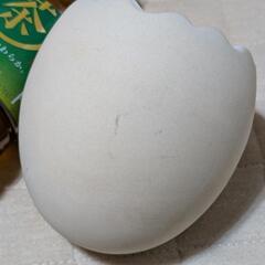ハムスター 卵ハウスの画像