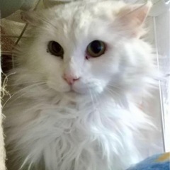 超ゴージャスな美猫！