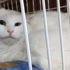里親さん決まりました　白猫長毛さん