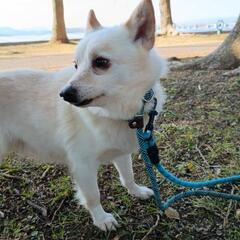 2月23日譲渡会【長崎県動物管理所収容】成犬わんこのファミリー募...