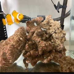 
カクレクマノミ　