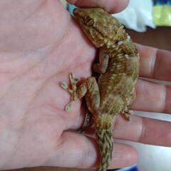 タマキカベヤモリ