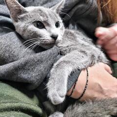 里親様決定しました大人しい子猫のロシアンブルーです