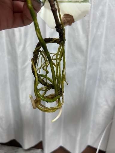 モンステラ 斑入りホワイトタイガー
