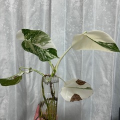 モンステラ 斑入りホワイトタイガー
