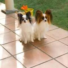 犬友達を募集してます🐶