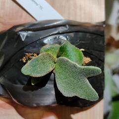最終価格🌱ジェニー　TC
