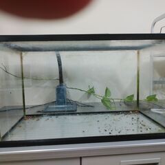 熱帯魚，水槽差し上げます。の画像