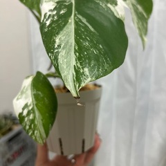モンステラ 斑入り ホワイトタイガーの画像
