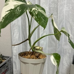 モンステラ 斑入り ホワイトタイガーの画像