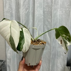 モンステラ 斑入り ホワイトタイガー