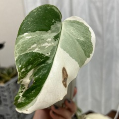 モンステラ 斑入り ホワイトタイガーの画像