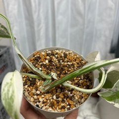 モンステラ 斑入り ホワイトタイガーの画像