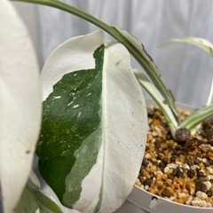 モンステラ 斑入り ホワイトタイガーの画像