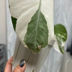 モンステラ 斑入り ホワイトタイガーの画像