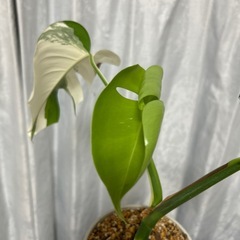 モンステラ 斑入り ホワイトタイガーの画像