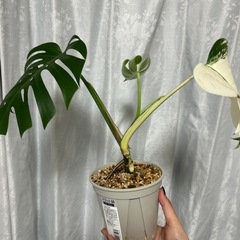モンステラ 斑入り ホワイトタイガー