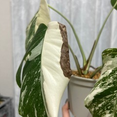 モンステラ 斑入り イエローモンスター　の画像