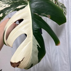 モンステラ 斑入り イエローモンスターの画像