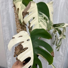 モンステラ 斑入り イエローモンスターの画像