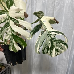モンステラ 斑入り イエローモンスターの画像