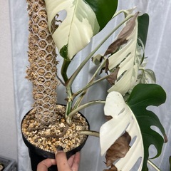 モンステラ 斑入り イエローモンスターの画像