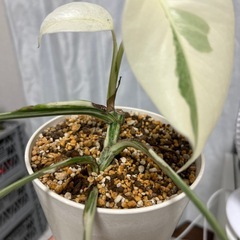 モンステラ 斑入り　ホワイトタイガーの画像