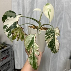 モンステラ 斑入り　ホワイトタイガー
