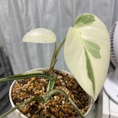 モンステラ 斑入り　ホワイトタイガーの画像