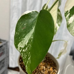 モンステラ 斑入り イエローモンスターの画像