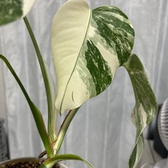 モンステラ 斑入り イエローモンスターの画像