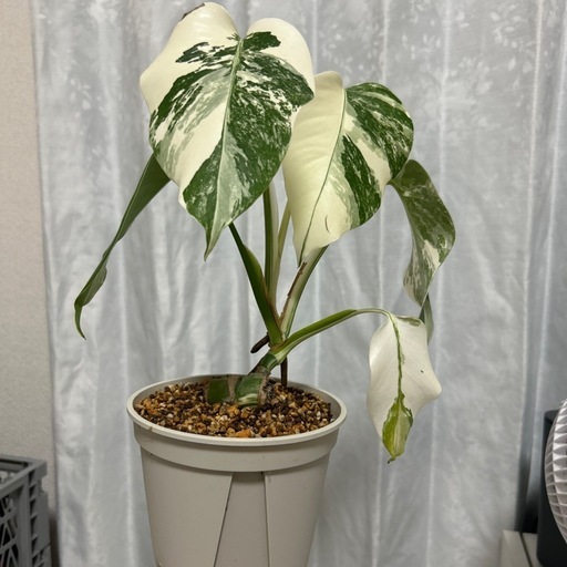 モンステラ 斑入り イエローモンスター