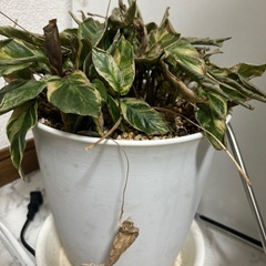 カラテアの画像