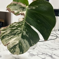 モンステラ 斑入り ホワイトタイガー