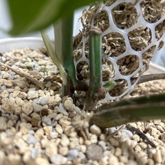 モンステラ 斑入り ホワイトタイガーの画像