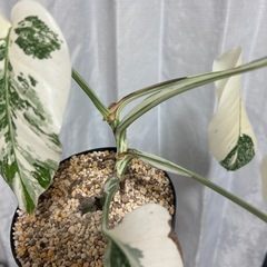 モンステラ 斑入り イエローモンスターの画像