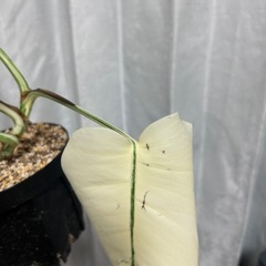 モンステラ 斑入り イエローモンスターの画像