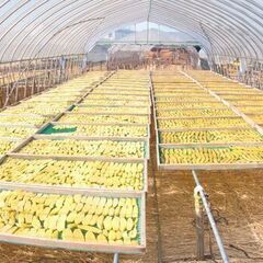 「訳あり べにはるかの平干し」2kg 3,000円----干し芋、干しいも、乾燥芋の画像